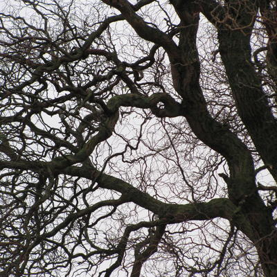 Salix babylonica 'Tortuosa' - 