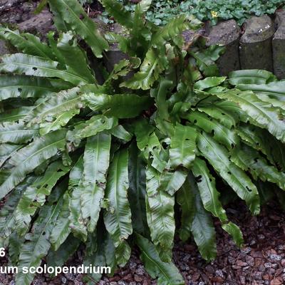 Scolopendre (fougère) - Asplenium scolopendrium