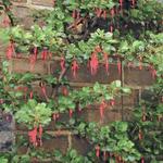 Ribes speciosum - Ribes speciosum - Fuchsienblütige Johannisbeere