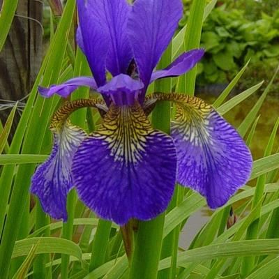 Iris sibirica 'Blue King' - Iris sibirica 'Blue King'
