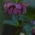 Helleborus x hybridus 'Stained Glass'