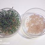 Lepidium sativum - Cresson alénois