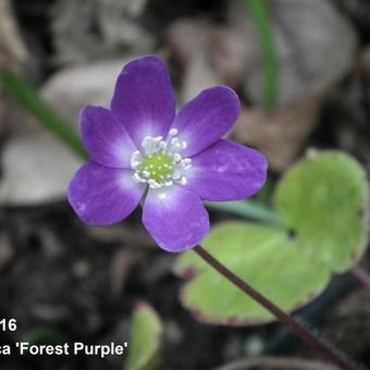 Hepatica 'Forest Purple'