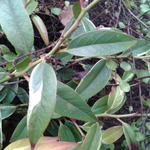 Leucothoe fontanesiana 'Whitewater' - 