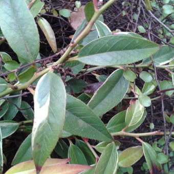 Leucothoe fontanesiana 'Whitewater'