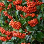 Pyracantha 'Mohave' - 
