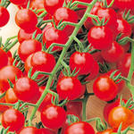 Lycopersicon esculentum 'Cherry' - 