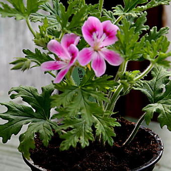 Pelargonium 'Lara Jester'