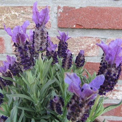 Lavandula angustifolia ‘Ellagance Purple’ - 