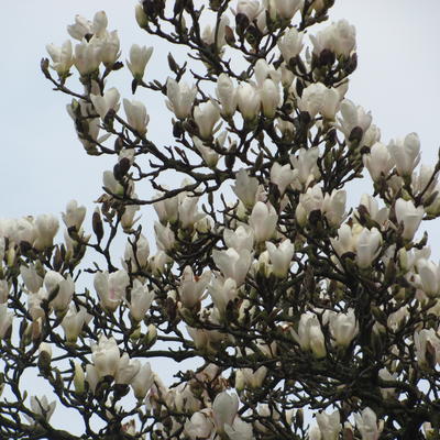 Magnolia kobus - 