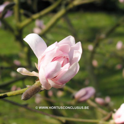 Magnolia stellata 'Keiskei Plena' - 