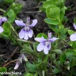 Viola reichenbachiana - 