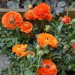 Ranunculus asiaticus 'Double Orange' - Ranunculus asiaticus 'Double Orange'