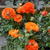Ranunculus asiaticus 'Double Orange'
