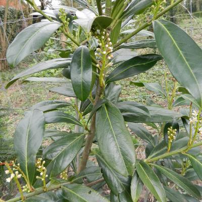 Prunus laurocerasus ‘Caucasica’  - Prunus laurocerasus ‘Caucasica’ 