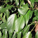 Hedera colchica 'Arborescens' - Hedera colchica 'Arborescens'