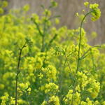 Brassica napus - 