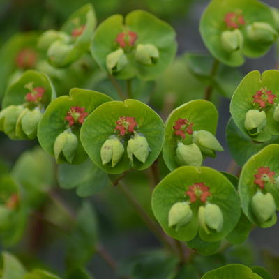 Euphorbia x martinii - 