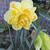 Narcissus 'Sweet Pomponette'