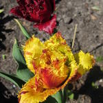Tulipa 'Bastia' - 