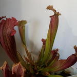 Sarracenia - Schlauchpflanzen