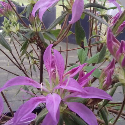 Rhododendron 'Koromo-shikibu'  - 