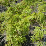 Acer palmatum var. dissectum 'Seiryu' - 