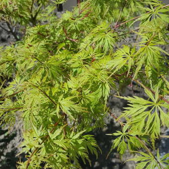 Acer palmatum var. dissectum 'Seiryu'