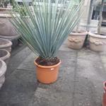 Yucca rigida - 