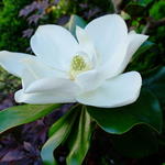 Magnolia grandiflora ‘Galissonière’ - Magnolia grandiflora ‘Galissonière’