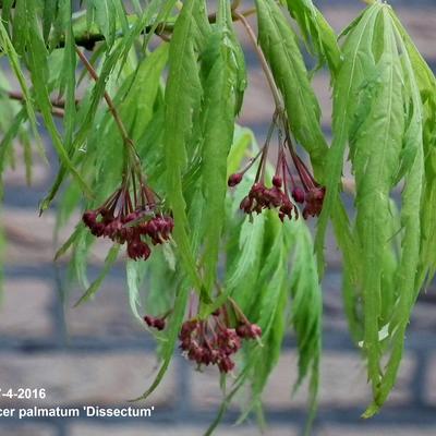 Acer palmatum 'Dissectum' - Acer palmatum 'Dissectum'