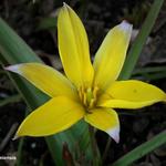 Tulipa urumiensis  - 