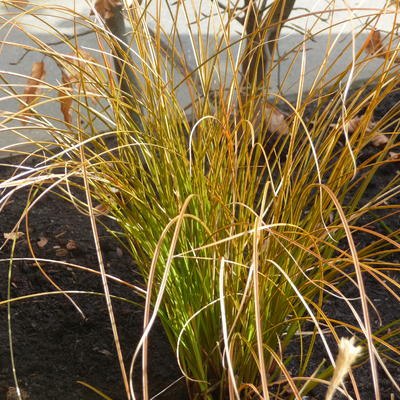 Carex testacea 'Prairie Fire' - Carex testacea 'Prairie Fire'