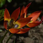 Tulipa humilis 'Little Princess' - 