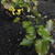 Epimedium x versicolor 'Sulphureum'