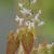 Epimedium stellulatum long leaf form