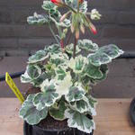 Pelargonium 'Frank Headley' - 