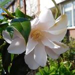 Camellia japonica 'Higo-hagoromo' - 