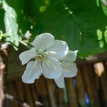 Prunus avium 'Stella' - 