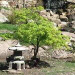 Acer palmatum 'Dissectum' - 