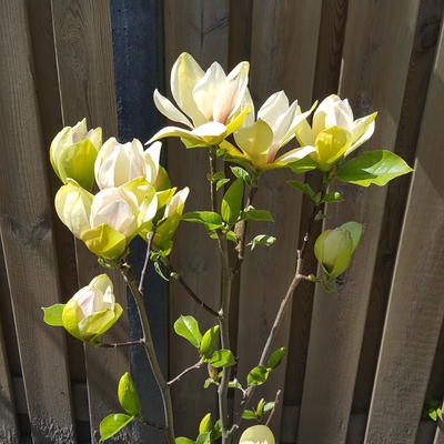 Magnolia 'Sunsation' - 