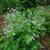 Polemonium caeruleum 'Lambrook Mauve'