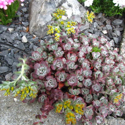 Sedum spathulifolium 'Purpureum'  - Sedum spathulifolium 'Purpureum' 