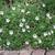 Erodium petraeum ssp. crispum 'Stephanie'