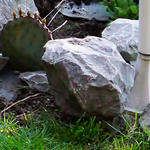 Opuntia azurea - 