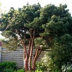 Pinus sylvestris 'Watereri' - 