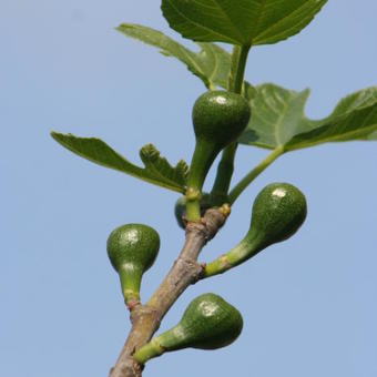 Ficus carica 'Pingo de Mel'