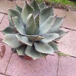 Agave parryi   - 