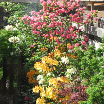 Rhododendron  'Homebush' - 