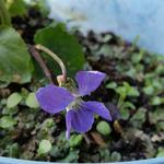 Viola sororia 'Blue Diamond' - 